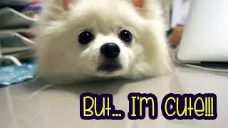 But... I'm CUTE!