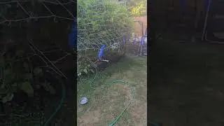 My Backyard Medical OMMP Jungle is Exploding!