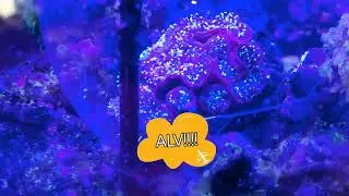 Alimenta a tus corales sin que les roben la comida, reef , feeding, soluciones.