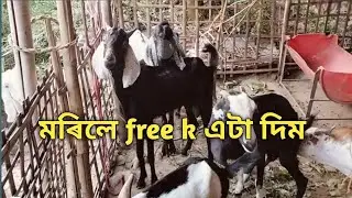 Assam goat farming in Nagaon 8131000920