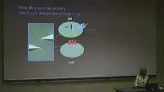 Exploring the function of retinal synapses
