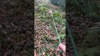 20250228_ Iara#nature #doglife #puppy #hunting