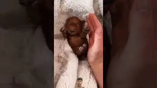#puppy #dog #dog #pets #cutedogs #smartpuppy #cutepets #smartdoggy #100pupies #trending