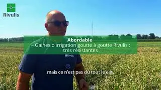 Irrigation goutte &agrave; goutte sur oignons : un choix rentable