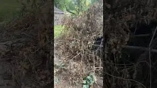 CRAZY brush Removal Job | #shorts #junkremoval #lawn
