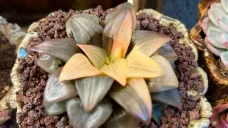 Dec13, 2025.  Rare Cactus & Haworthia for sale, Call Ng&acirc;n 4086615751