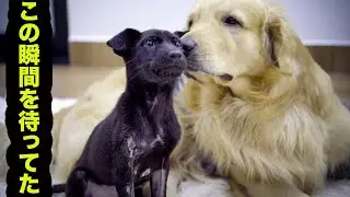 虐待を受け、捨てられた子犬のデンが心を開くまでの記録・デンちゃんはゴールデンレトリバーのトビと遊ぶようになった