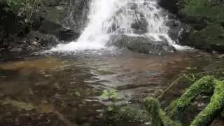 Costa Rica Wild! Savegre Reserve