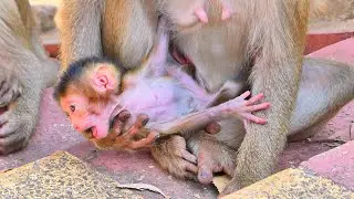 Live:Baby MOKATE Prefers Hugs and Sweet Milk Over Walking &mdash; Heartwarming Monkey Moment 🐒💛
