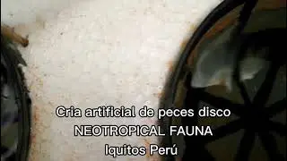 Prototipo de cr&iacute;a artificial de peces discos en Per&uacute;, exitoso