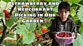Strawberry and Redcurrant Picking 2021 / Early Summer Fruit Plants / Fruiful Garden in London City