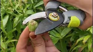 СТРУЧОК ИЗ СЕМЕН АЗИАТСКОЙ ЛИЛИИ / Азиатская лилия после цветения / #шорты