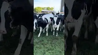 never give up-when you fail|cows|Malayalam old  taharattu song|shorts videos