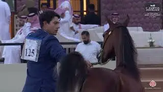 The 13th Local Breed Championship A  H  2024   Class CFC