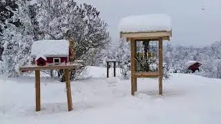 Fugler på brettet