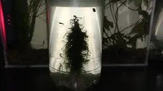 How to make Christmas Tree Moss Aquarium