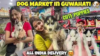 Dog Market in Guwahati 🐶Cute Puppies 😍All India Delivery