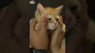 Can't Resist the Cuteness: Why We Love Cats So Much #shorts #shortvideo
