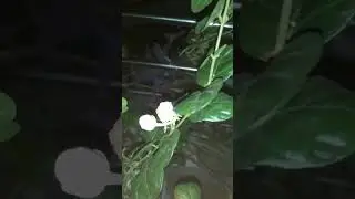 Periwinkles And White Periwinkles Video 2024