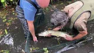 Fleet Pond Update4