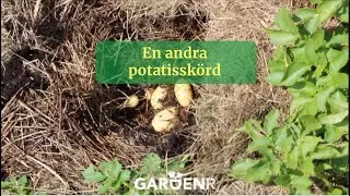 En andra potatisskörd - Trädgårdshacks med GardenR