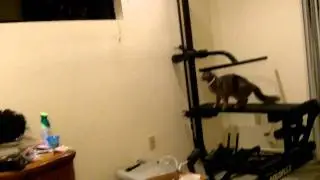 Butters Cat jumps far ItsButtersLOL