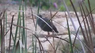 Brown Crake (Zapornia akool) calling, Bengaluru August 2023.