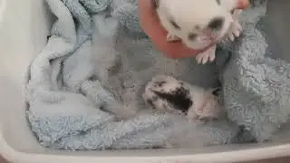 Weekly Bunny Update - Bunnies Are 10 Days Old and Oh So Cute!