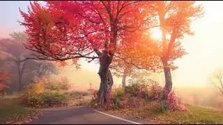 Relaxing Piano Music for Deep Calm 🎹 | Positive Vibes, Study Focus & Stress Relief