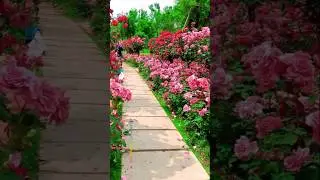 Natural Rose Garden Beauty 🌿 Peaceful Rose 🌹