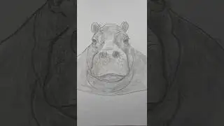 Draw a realistic hippo 🦛 Easy way to draw a hippopotamus | Beginner-friendly drawing lesson.