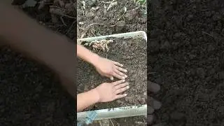 Growing Turmeric #shorts