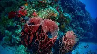 TG 5 Camera First Underwater Pictures