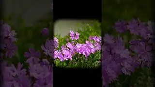 Bạn nghĩ mục đ&iacute;ch của t&igrave;nh y&ecirc;u l&agrave; g&igrave;? #tamsu #cuocsong #kechuyen #dongcam