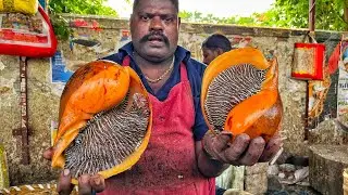 KASIMEDU SPEED SELVAM | BIG CONCH SANGU FISH CUTTING VIDEO | 4K VIDEO | KM FISH CUTTING 