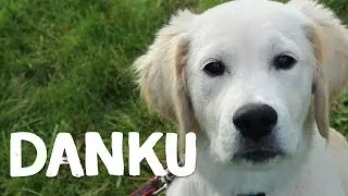 Hoe leer je je hond iets los te laten met het bevel danku? - Vrienden der Blinden