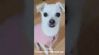 🩷🤍 Holly needs a foster info in description 🩷🤍