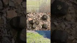 This Animal Poops Perfect CUBES (Seriously)🧐🧐