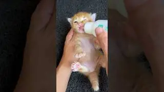 kitten drinking milk is so cute #cat #catlover #anakkucing #catlovers