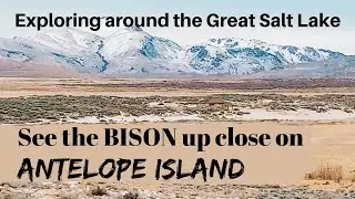 Sights around the Great Salt Lake in Utah, see the Bison up close on Antelope Island, bird refuge
