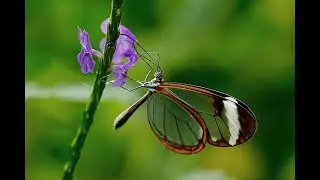 Beautiful Insects, Flowers, Moth, Butterfly, Damselfly, Bee, True Bug, Nymph, Mantis, Crocus, Zinnia