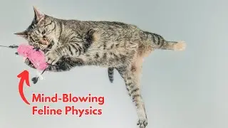 The Mid-Air Magic of Cats: How They Always Land Upright (but what about in SPACE?)