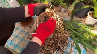 君子蘭の株分け方法　Taking off offsets from the mother plant