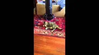 Winky the Blind Cat Playing with a Hair Tie