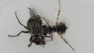 Spiny flower mantis nymph vs housefly