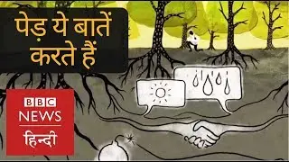 Unknown Facts about Trees and Plants (BBC Hindi)