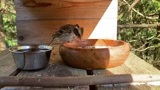鳥来たよー64