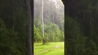 Untimely rain in Andaman Islands due to warm air in the Andaman Sea and cold air over mainland China