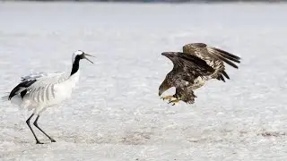 The eagle swoops down from above and uses its sharp talons to attack its prey