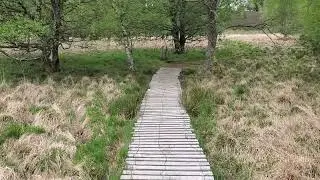 Tourbi&egrave;re du Longeyroux Corr&egrave;ze 05 25 nature #nature #peatland bog #wild &eacute;cologie #ecology #legends
